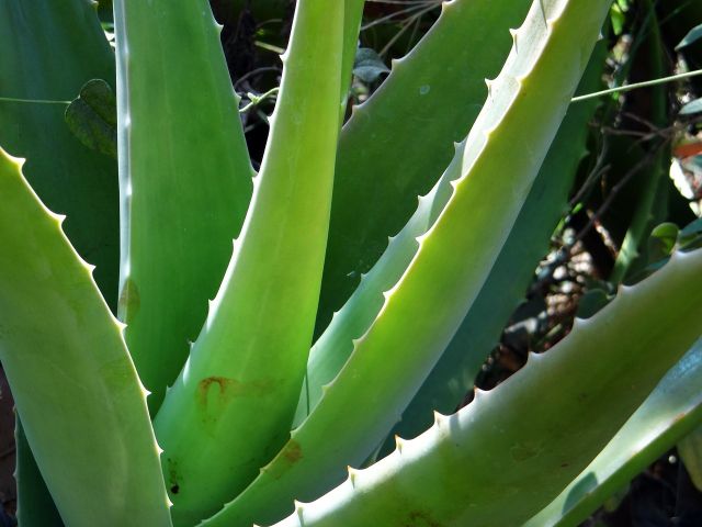 Aloe vera mejores plantas medicinales