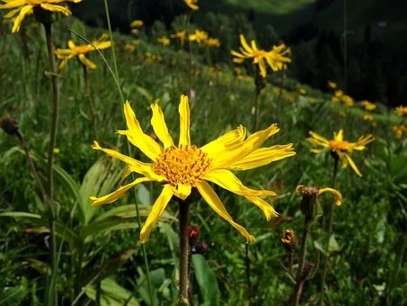 Árnica mejores plantas medicinales