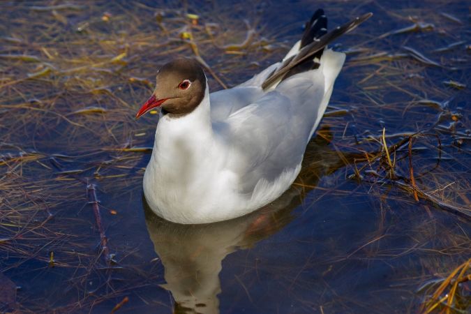 Aves miratorias