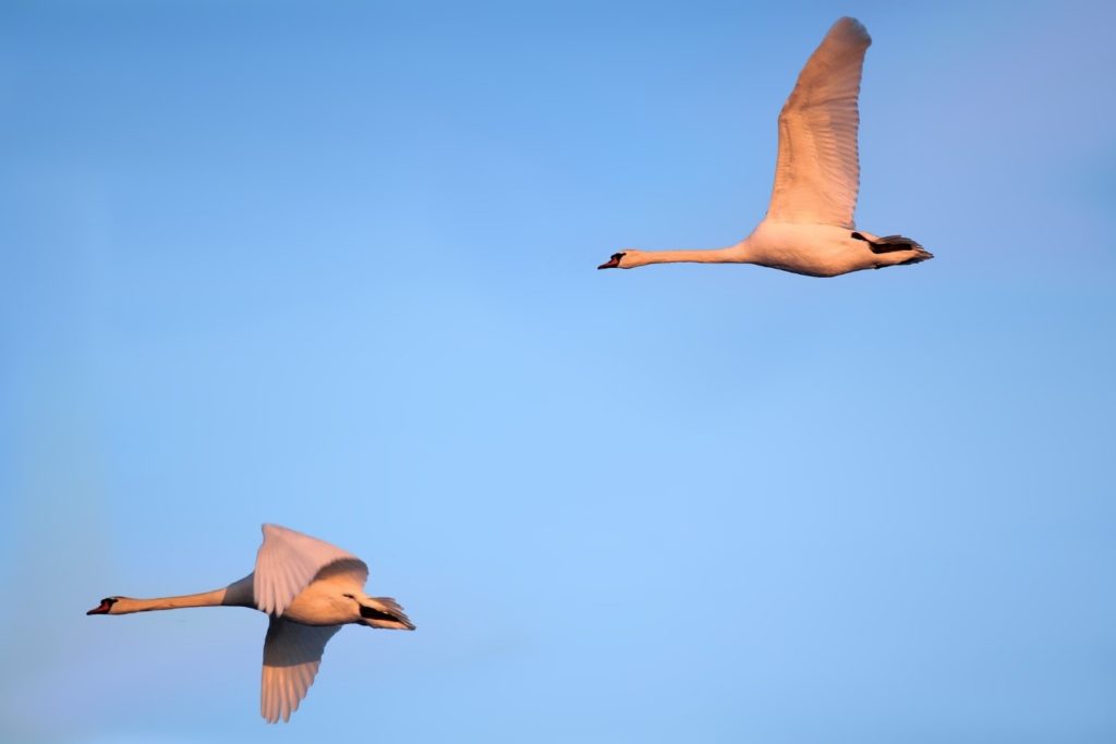 Aves miratorias