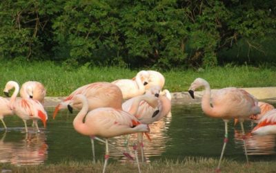 Aves migratorias: ¿Aves sin fronteras?