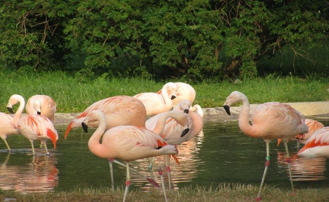 Aves migratorias: ¿Aves sin fronteras?