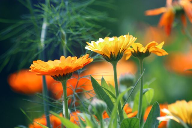 Caléndula mejores plantas medicinales