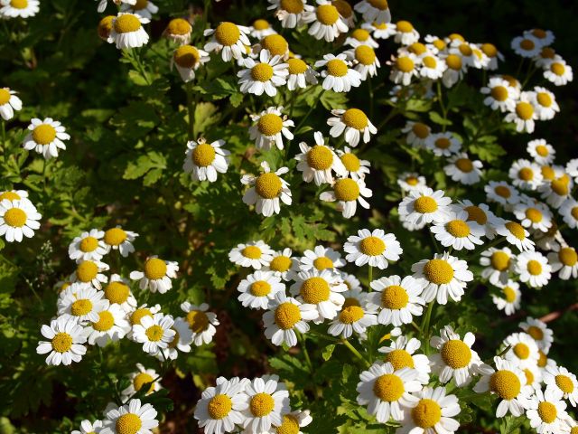 Camomila mejores plantas medicinales