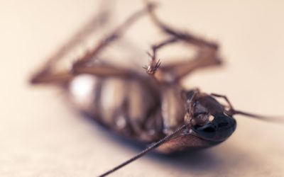 ¿Qué sabemos de las cucarachas?