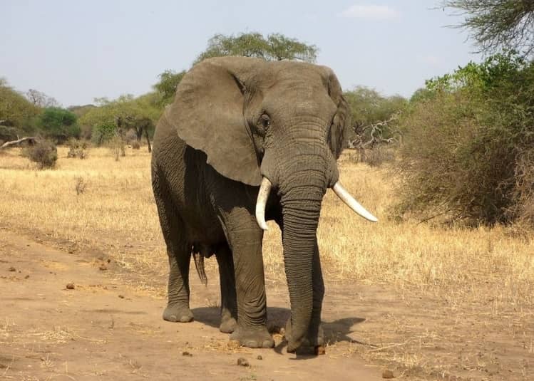 Elefante