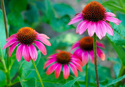 Equinacea mejores plantas medicinales