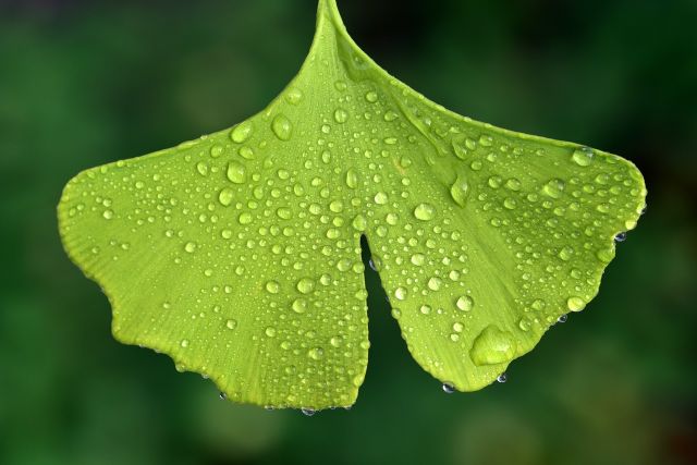 Ginko mejores plantas medicinales