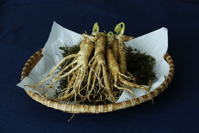 Ginseng mejores plantas medicinales