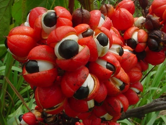 Guaraná mejores plantas medicinales