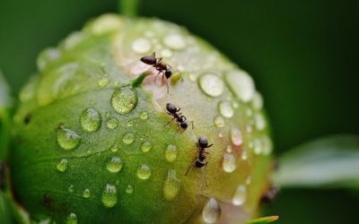 ¿Qué sabemos de las hormigas?