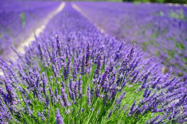 Lavanda mejores plantas medicinlaes