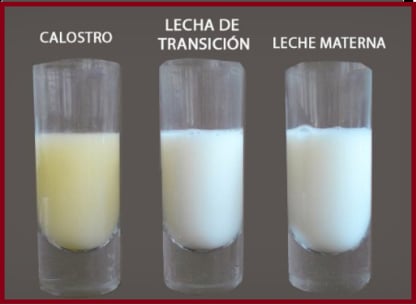 Leche Materna