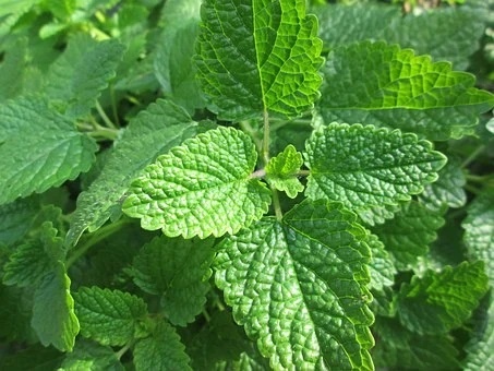 Melisa mejores plantas medicinales