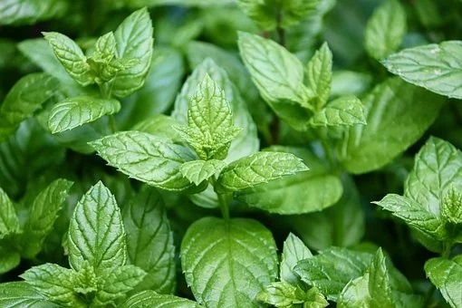 menta mejores plantas medicinales