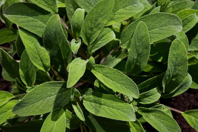 Salvia mejores plantas medicinales