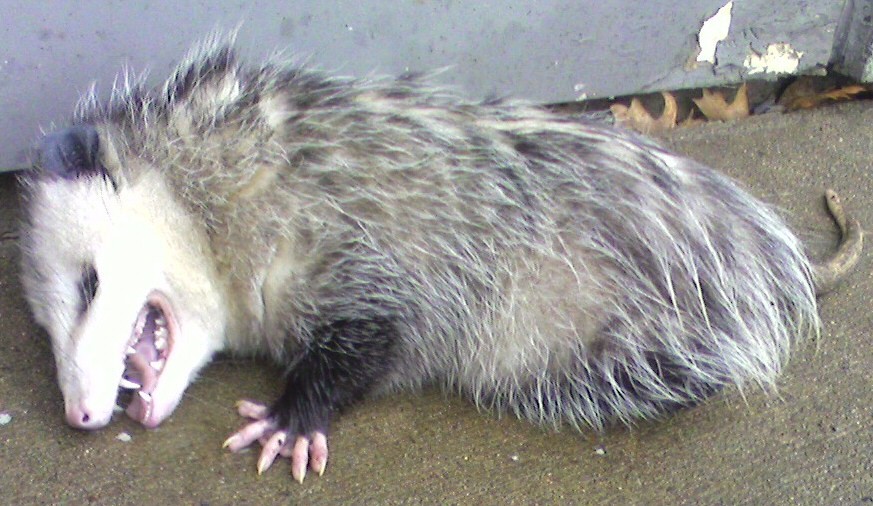 tanatosis