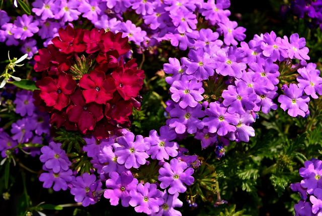 Verbena mejores plantas medicinales