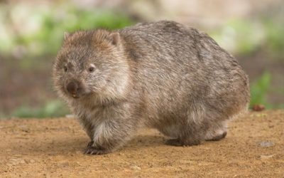 Los Wombat, simpáticos y excepcionales