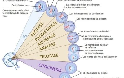 El ciclo celular