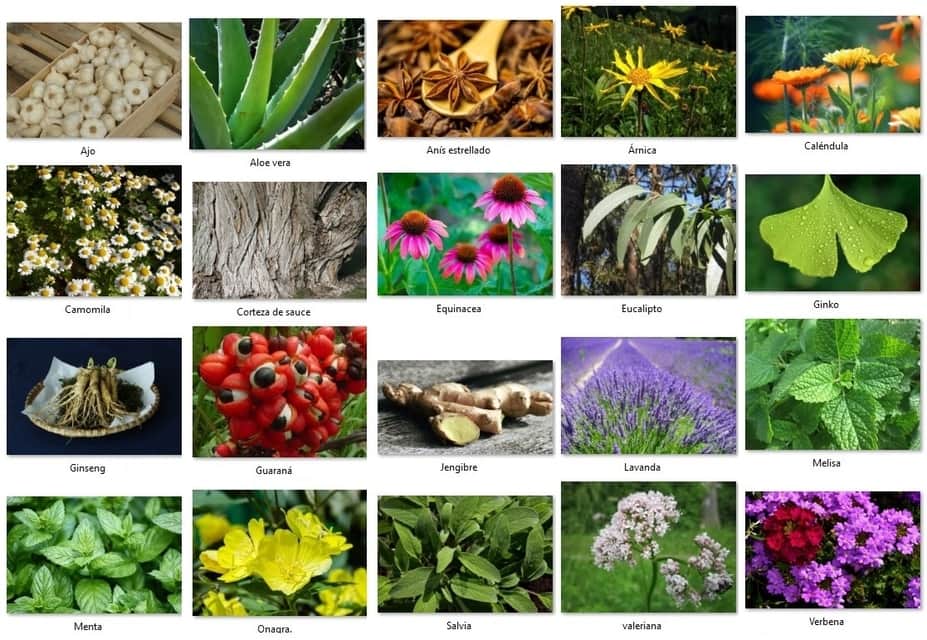mejores plantas medicinales