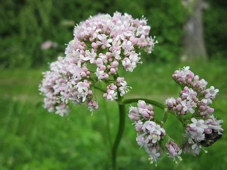 valeriana mejores plantas medicinales