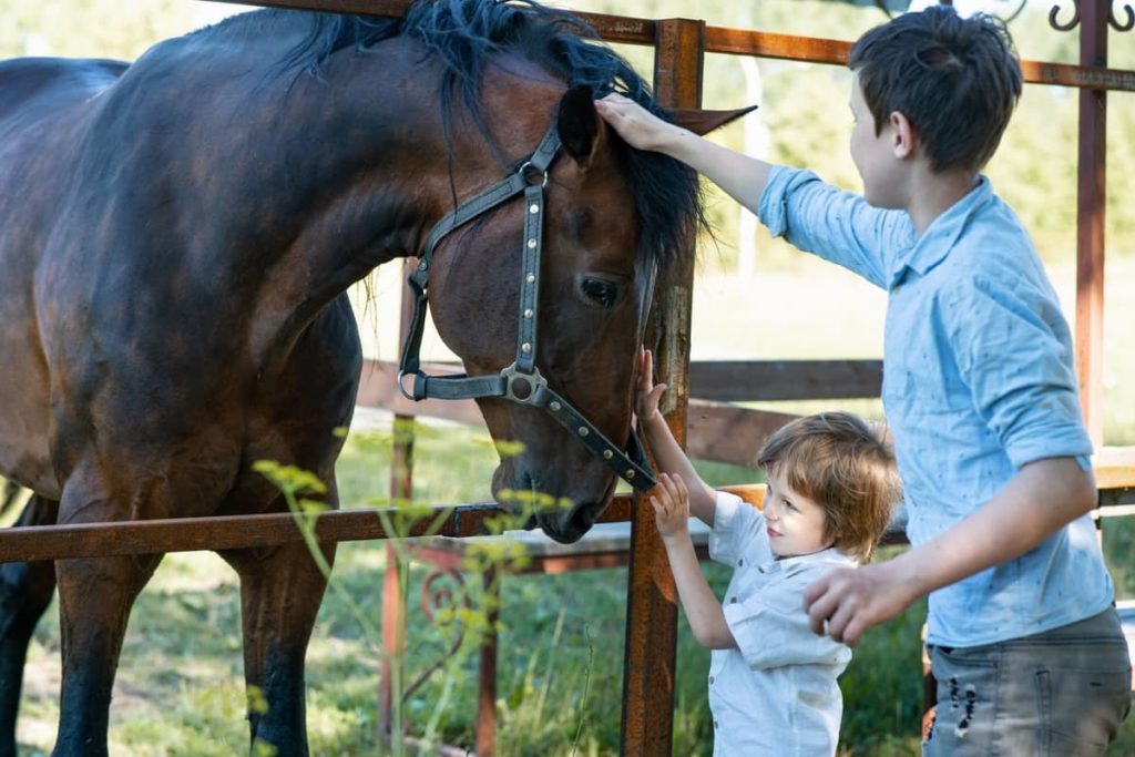 Caballos