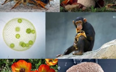 Células eucariotas: base de la biodiversidad biológica