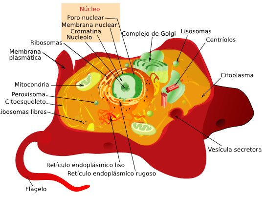 Células eucariotas