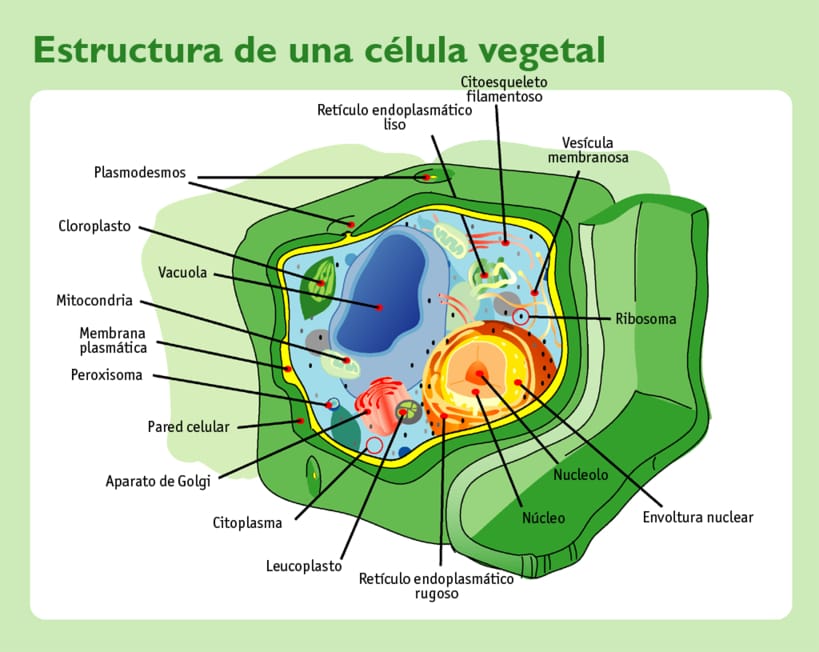 Células eucariotas