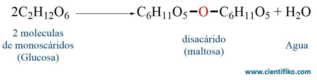 Disacáridos