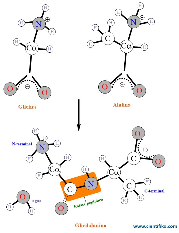 Enlace peptídico