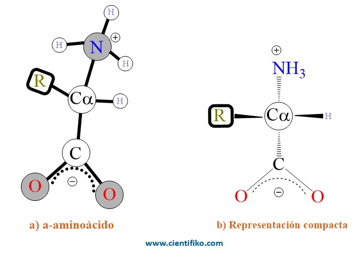 Estreoquimica de los aminoacidos