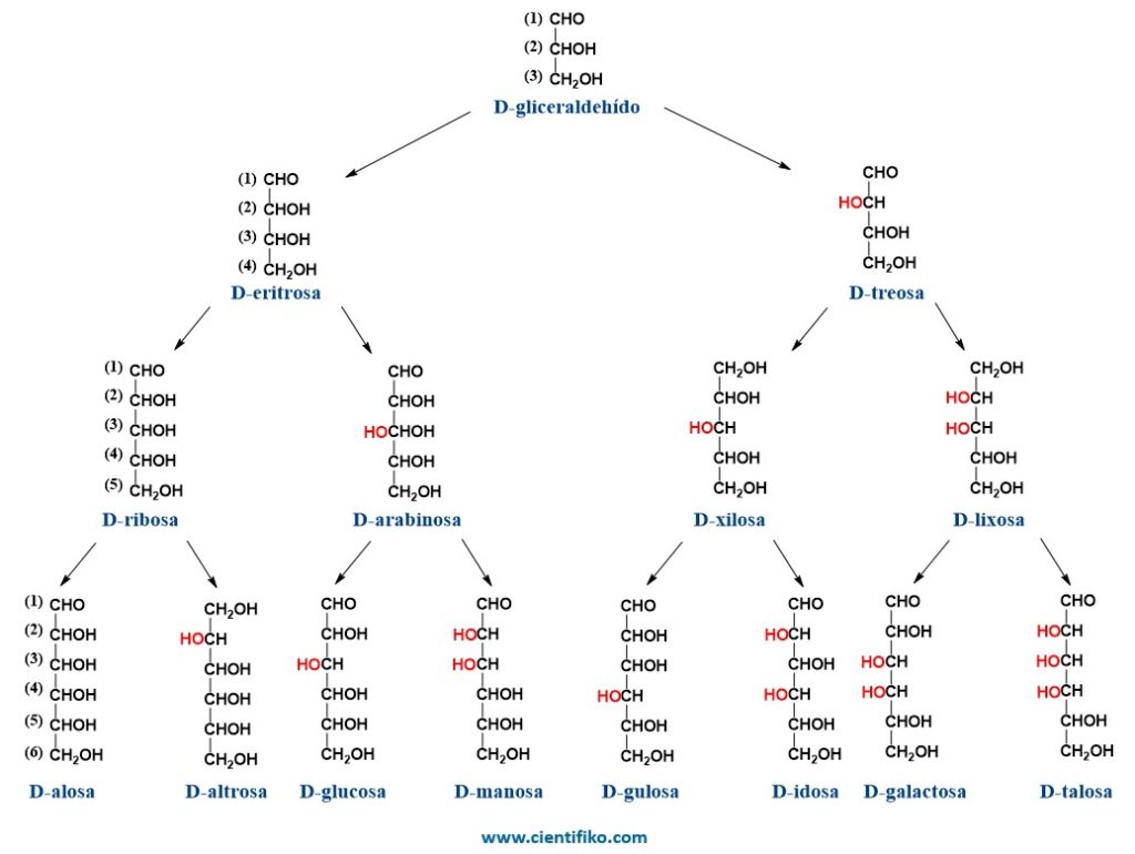 Estructura de los monosacáridos