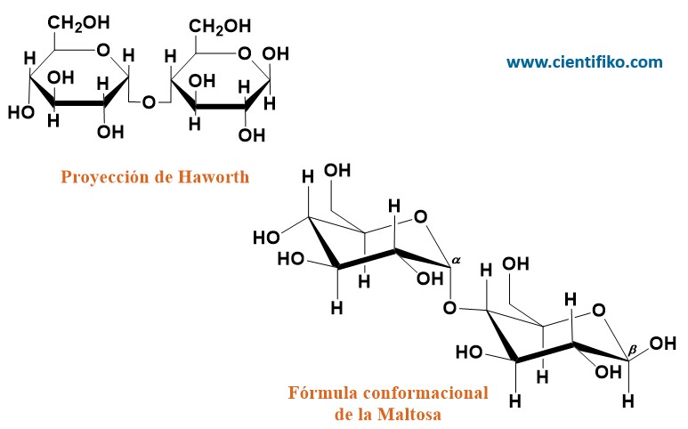 Maltosa cientifiko.com