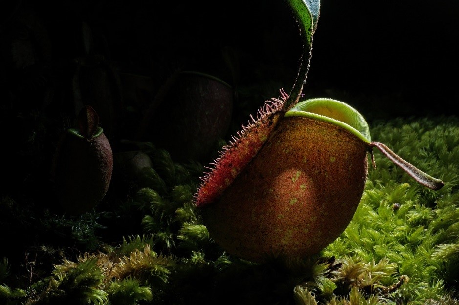 Plantas carnivoras