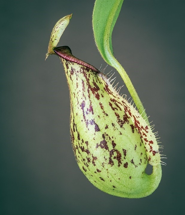 Plantas carnivoras cientifiko.com