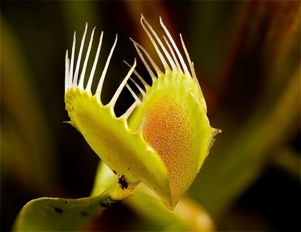 plantas carnívoras