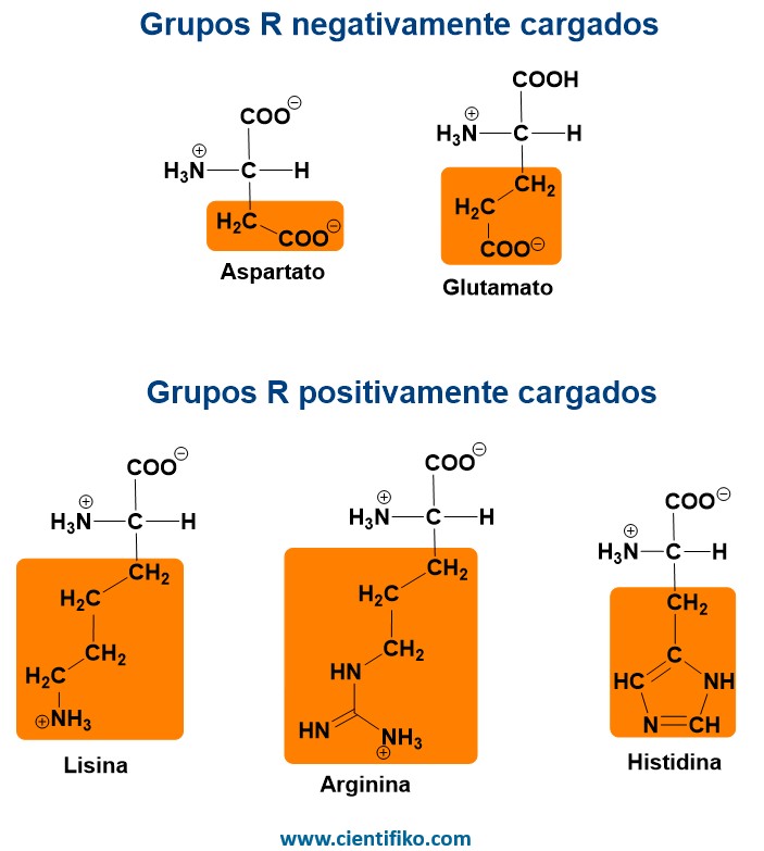 aminoácido polares cargados