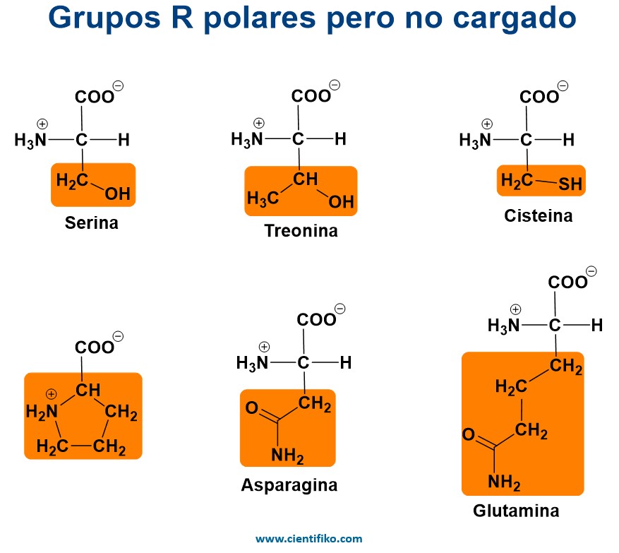 aminoácido polares no cargados