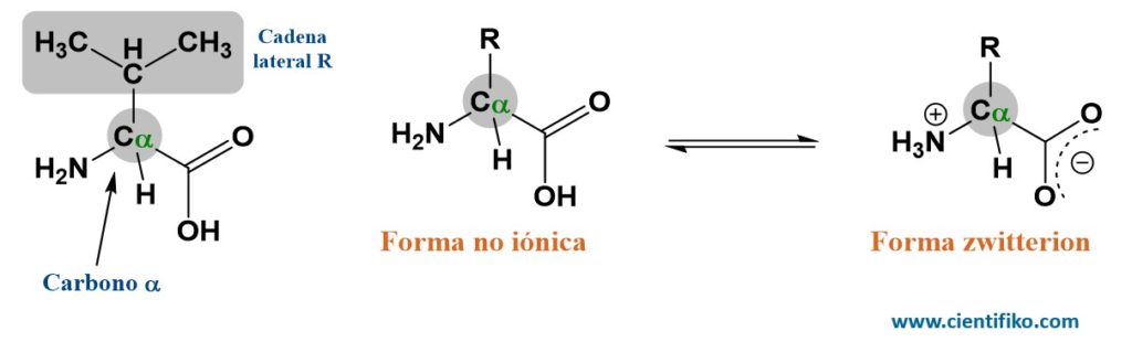 aminoácidos cientifiko