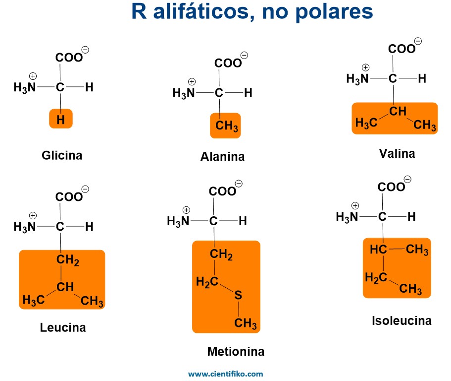 aminoácidos apolares