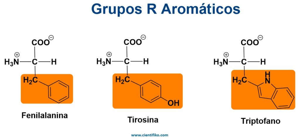 aminoacidos aromáticos