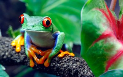 El Fascinante Mundo de los Anfibios