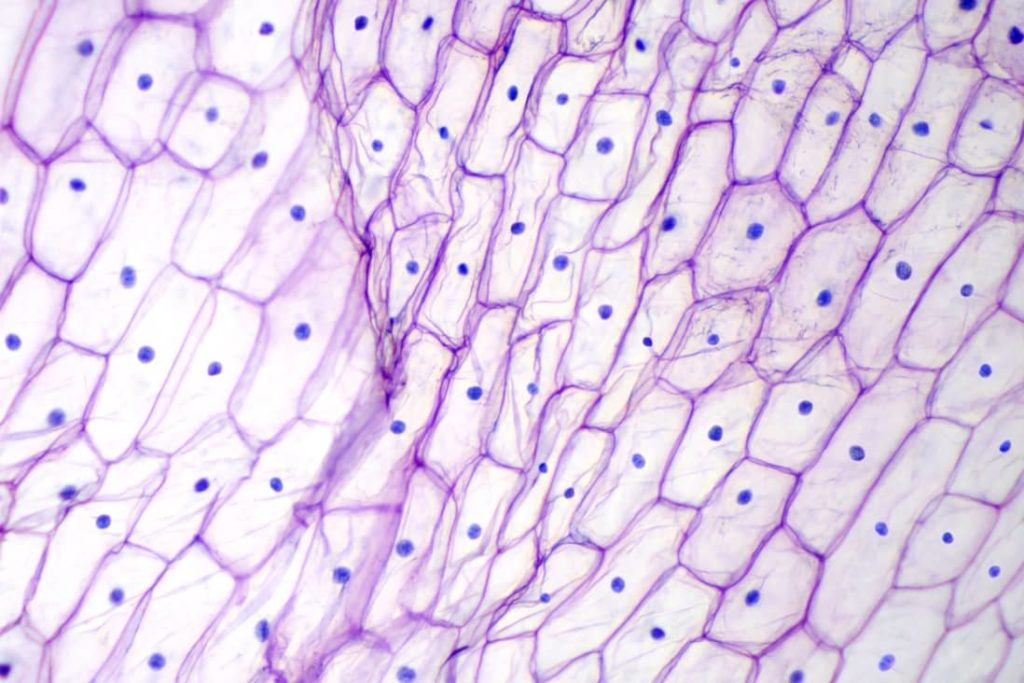 celulas de cebolla vista por el microscopio