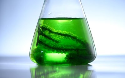 Las cianobacterias, todo un mundo fascinante