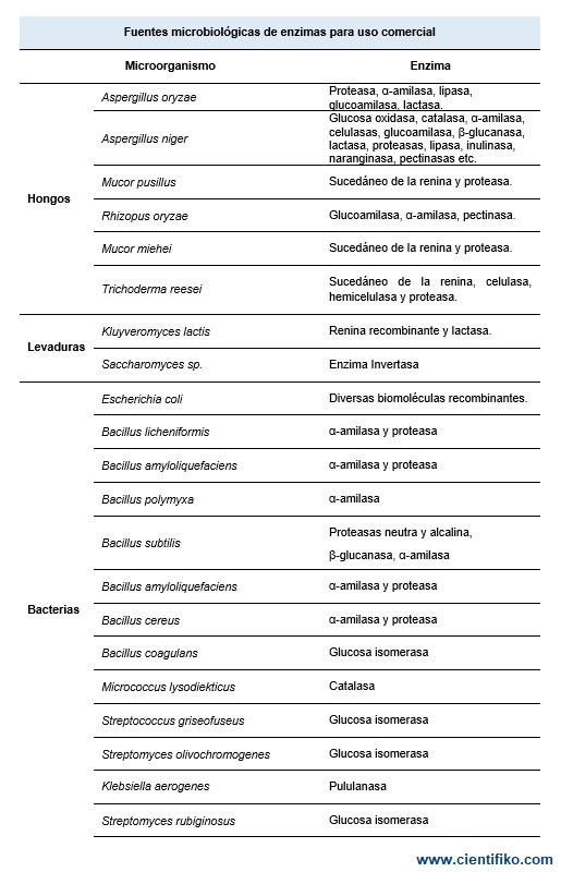 fuentes de las enzimas en la vida diaria