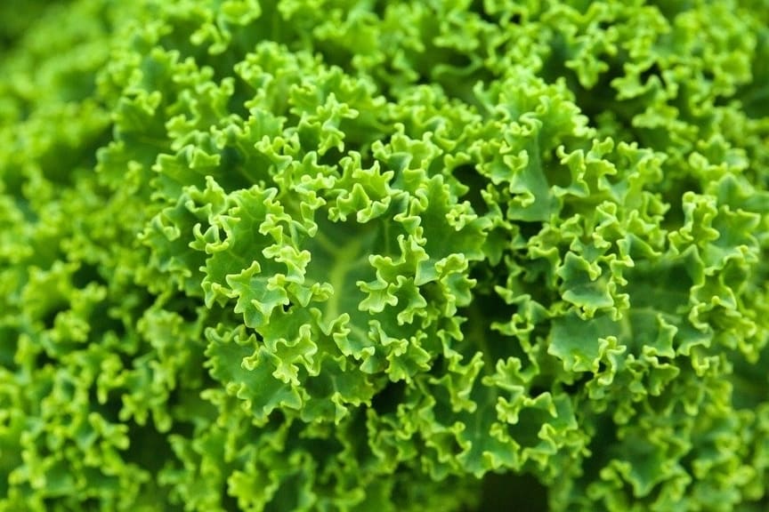 Conoce el amplio mundo de los micronutrientes 3 micronutrientes cientifiko.com