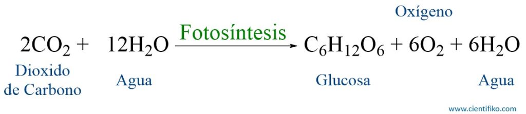 sintesis natural de Cabohidratos