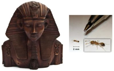 La hormiga faraón es impresionante y enigmática